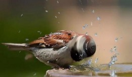 鸟类除虫喷雾爆料视频,高效除虫，守护家园新利器